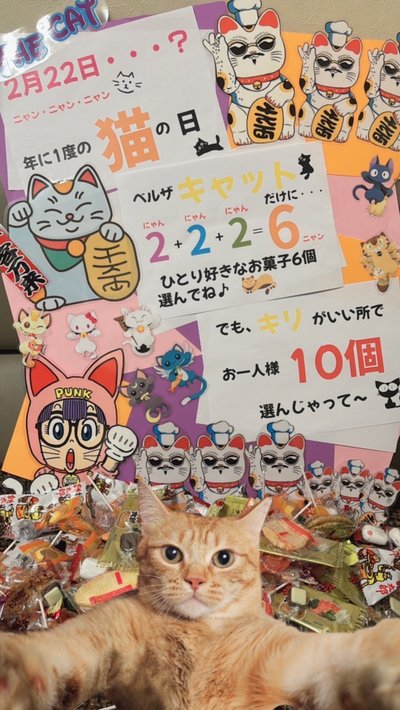 年に1度のにゃんにゃんにゃんの日