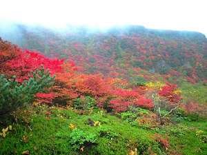 今年の紅葉は早そうですよ！